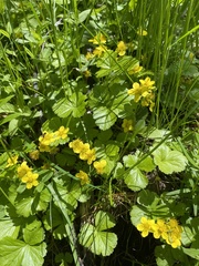 Waldsteinia ternata