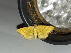 Idaea aureolaria