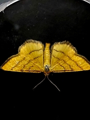Idaea aureolaria