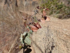 False Aralia (Sphedamnocarpus)