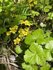 Waldsteinia ternata