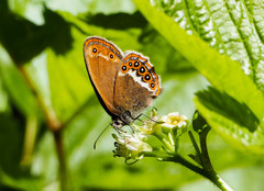 Coenonympha hero