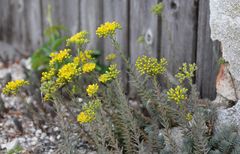 Petrosedum orientale