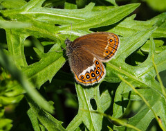 Coenonympha hero