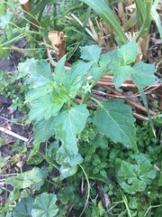 Solanum nitidibaccatum