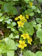Waldsteinia ternata