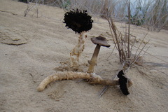 Agaricus aridicola