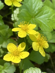 Waldsteinia ternata