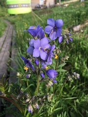 Polemonium caeruleum