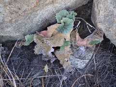 Streptocarpus dunnii