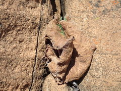 Streptocarpus dunnii