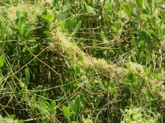 Cuscuta cuspidata