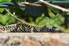 Podarcis muralis