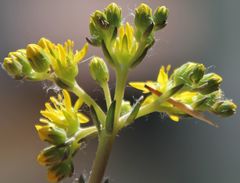Petrosedum orientale