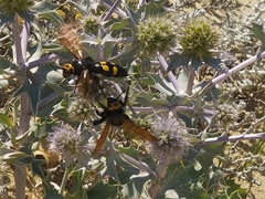 Megascolia maculata flavifrons