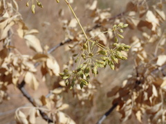 Heteromorpha arborescens frutescens