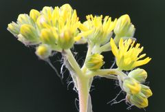 Petrosedum orientale