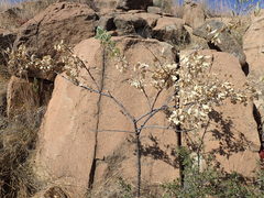 Heteromorpha arborescens frutescens