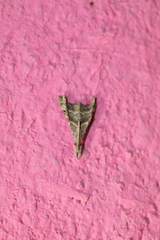 Palthis angulalis