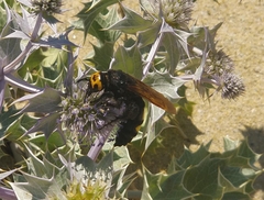 Megascolia maculata flavifrons