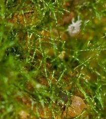 Crepidomanes intricatum