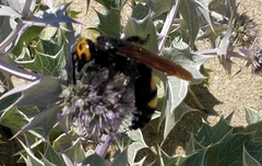 Megascolia maculata flavifrons