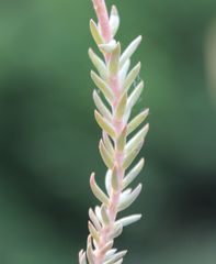 Petrosedum orientale