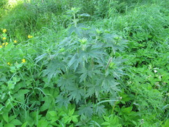 Leonurus quinquelobatus