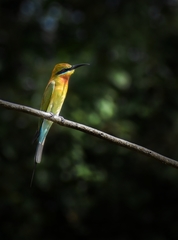 Merops philippinus