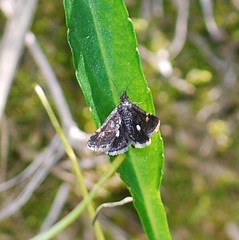 Heliothela nigralbata