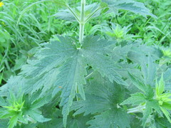 Leonurus quinquelobatus