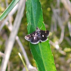 Heliothela nigralbata