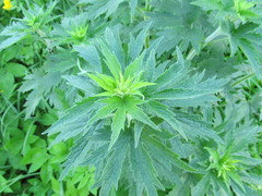 Leonurus quinquelobatus