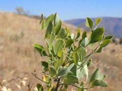 Heteromorpha arborescens frutescens