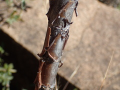 Heteromorpha arborescens frutescens