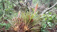 Tillandsia lampropoda