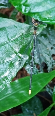Coeliccia flavicauda
