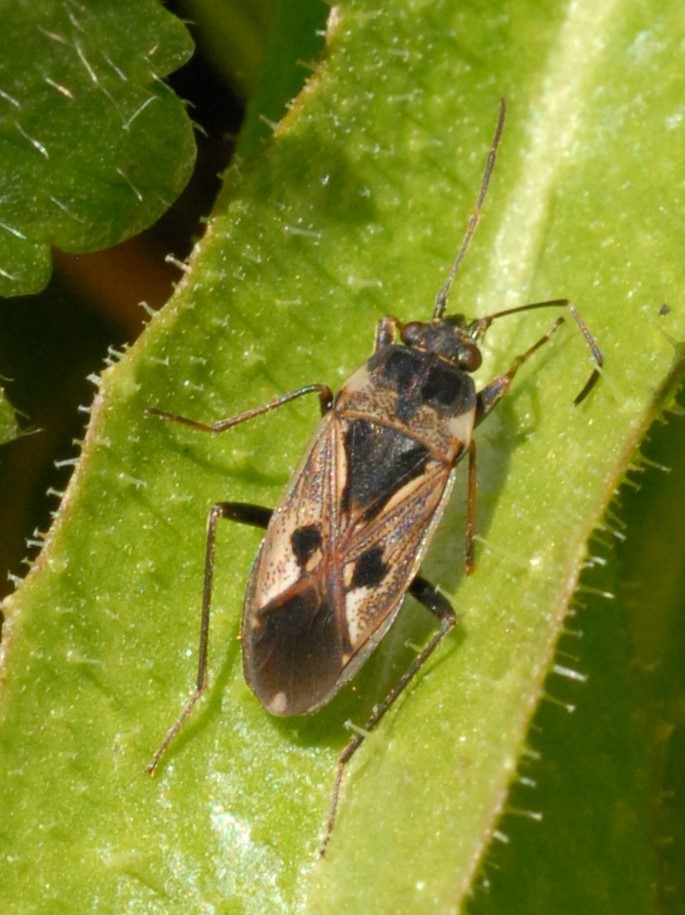 Rhyparochromini