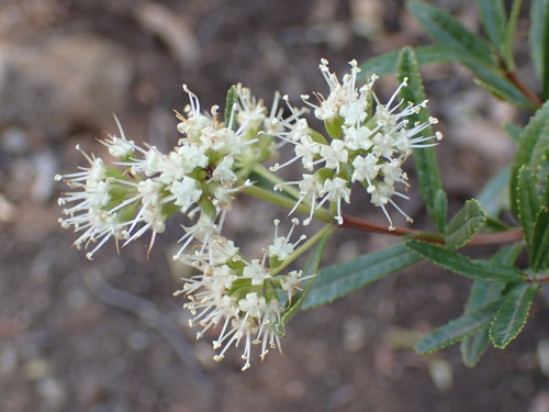 Limestone-Elder (Nuxia gracilis)