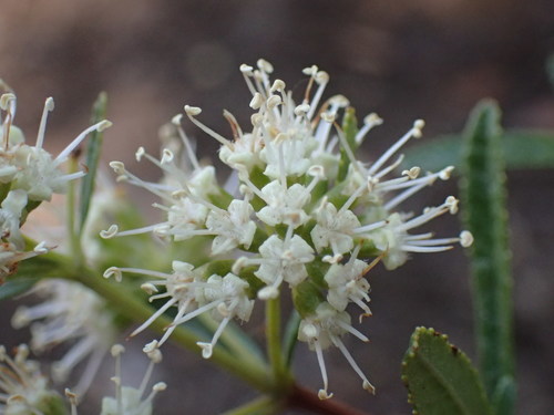 Image of Nuxia gracilis by (c) Mahomed Desai, some rights reserved (CC BY)