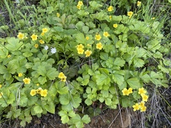 Waldsteinia ternata