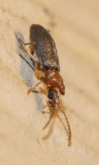Notoxus murinipennis