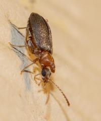 Notoxus murinipennis
