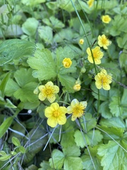 Waldsteinia ternata