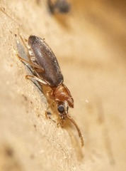 Notoxus murinipennis