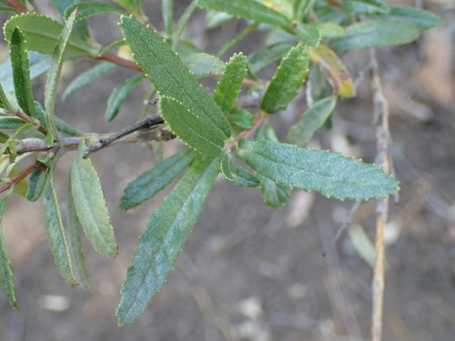 Image of Nuxia gracilis by (c) Mahomed Desai, some rights reserved (CC BY)