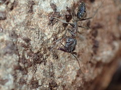 Odontomachus assiniensis