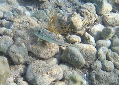 Torquigener flavimaculosus