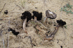 Agaricus aridicola