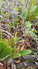 Stelis megachlamys